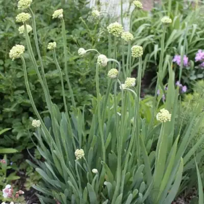 Лук слизун в Молодечно