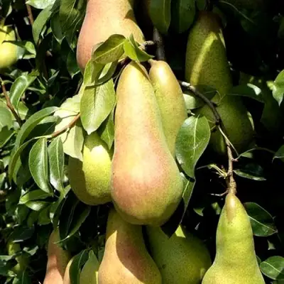 Груша КОНКОРД в Молодечно