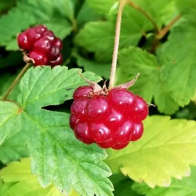 Княженика АННА в Молодечно