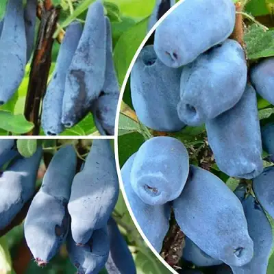 Комплект СИЯНИЕ ГЛАЗ в Молодечно