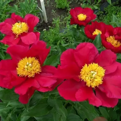 Пион АМЕРИКА травянистый в Молодечно