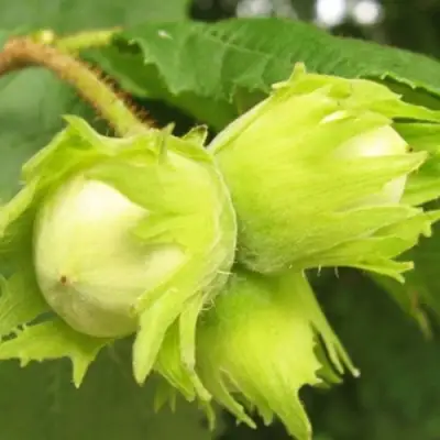 Фундук КАТАЛОНСКИЙ в Молодечно