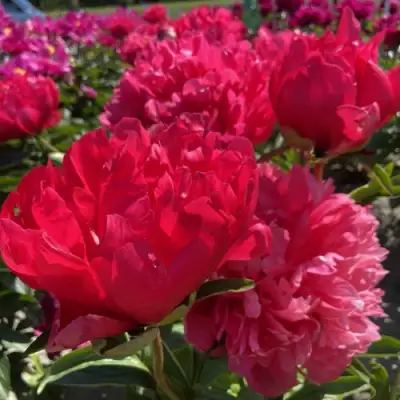 Пион БЕЛГРАВИЯ травянистый в Молодечно