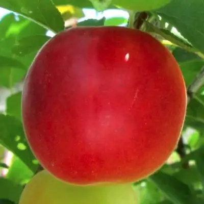 Плумкот БИРИКОККОЛО БОЛОГНЕС в Молодечно