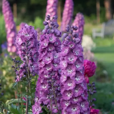 Дельфиниум ДЕЛЬФИС ПИНК ПАУЭ высокий в Молодечно