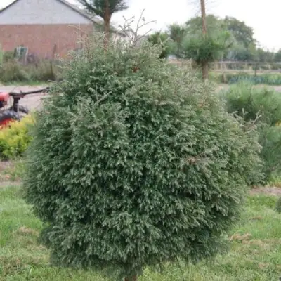 Туя вересковидная в Молодечно