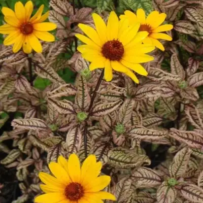 Гелиопсис САММЕР ПИНК в Молодечно