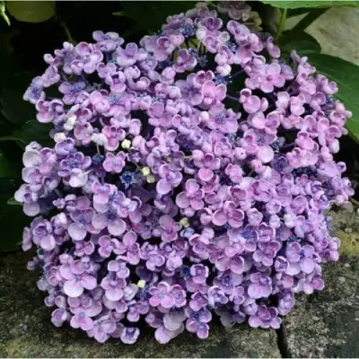Гортензия АИША крупнолистная  в Молодечно