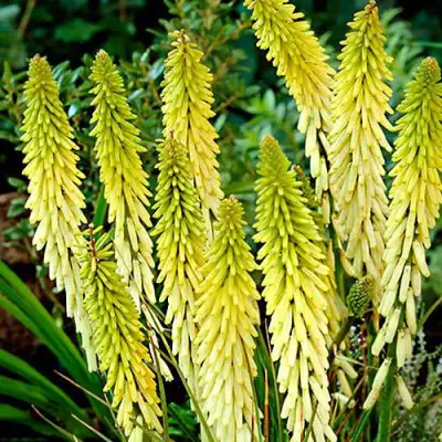 Книфофия ЛИТТЛ МЕЙД гибридная в Молодечно