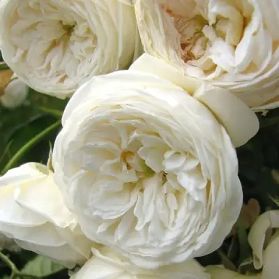 Роза АРТЕМИС шраб в Молодечно