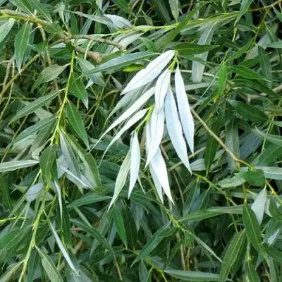 Ива ломкая  в Молодечно