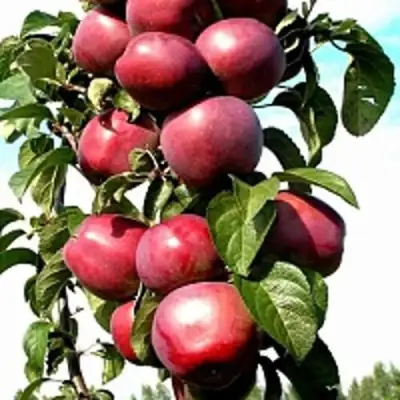 Яблоня МОСКОВСКОЕ ОЖЕРЕЛЬЕ колонновидная в Молодечно