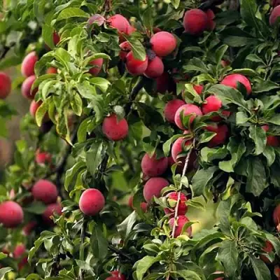 Слива КЛЕОПАТРА в Молодечно