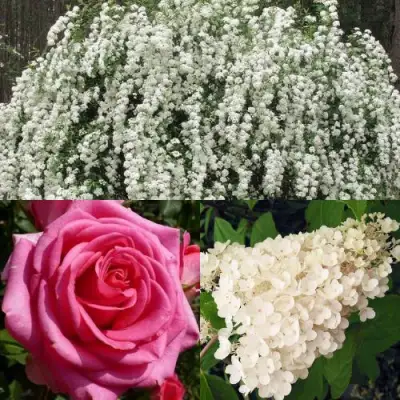 Комплект ВЕЧНАЯ КЛАССИКА в Молодечно