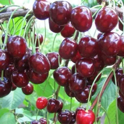 Черешня ОВСТУЖЕНКА в Молодечно