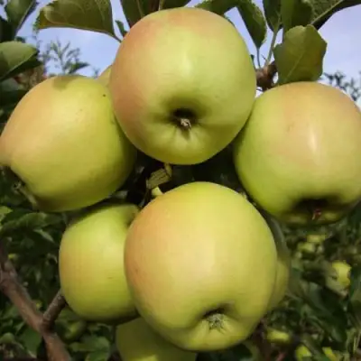 Яблоня СКИФСКОЕ ЗОЛОТО в Молодечно