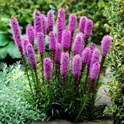 Лиатрис РОЗЕА колосковая в Молодечно