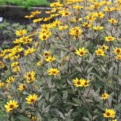 Гелиопсис САММЕР ПИНК в Молодечно