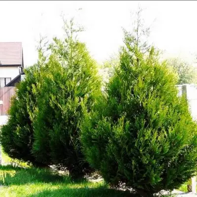 Туя АТРОВИРЕНС складчатая в Молодечно