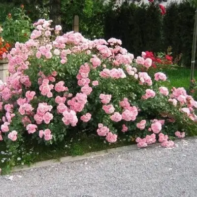 Роза БОНИКА флорибунда в Молодечно