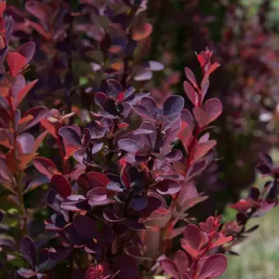 Барбарис ХЕЛМОНД ПИЛЛАР тунберга в Молодечно