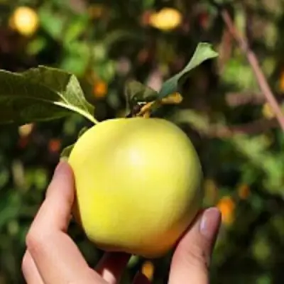 Яблоня РОССИЯНКА в Молодечно