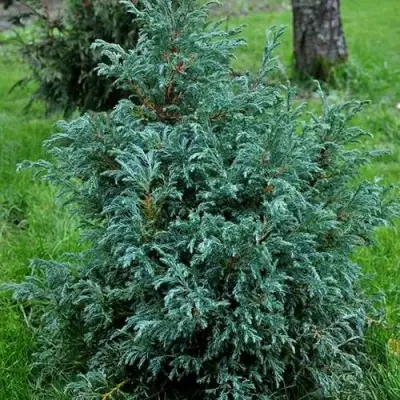 Кипарисовик БЕБИ БЛЮ горохоплодный в Молодечно