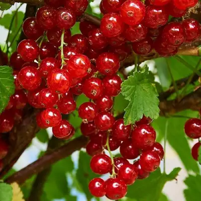 Смородина красная НАТАЛИ в Молодечно