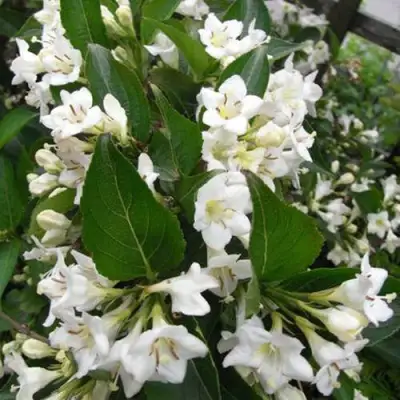 Вейгела БРИСТОЛЬСКАЯ СНЕЖИНКА в Молодечно