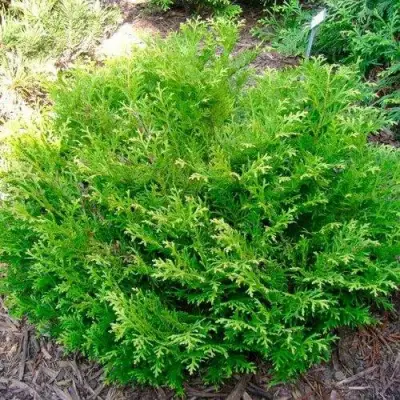 Туевик НАНА долотовидный  в Молодечно