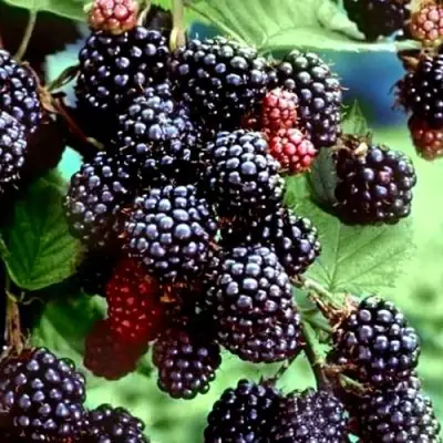 Ежевика ЭВЕРГРИН бесшипная  в Молодечно