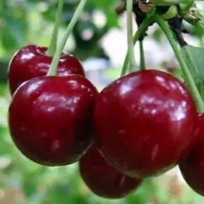 Вишня ГРИОТ БЕЛОРУССКИЙ в Молодечно