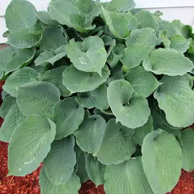 Хоста МУНЛАЙТ СОНАТА гибридная в Молодечно