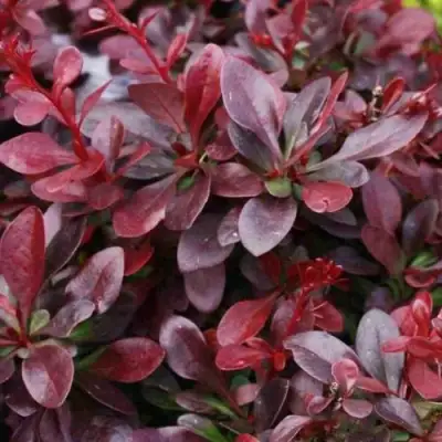 Барбарис АТРОПУРПУРЕА НАНА тунберга в Молодечно