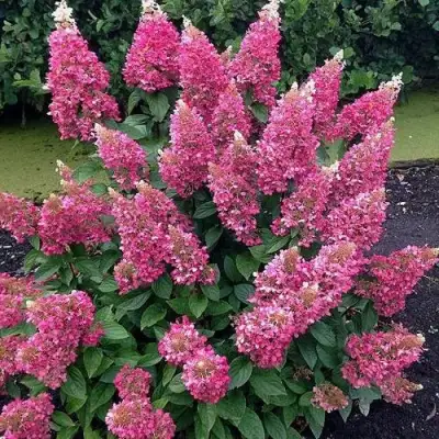 Гортензия МЕГА МИНДИ метельчатая в Молодечно