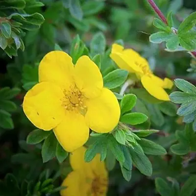 Лапчатка ГОЛДСТАР кустарниковая в Молодечно