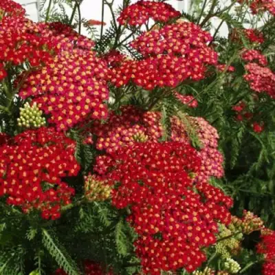 Тысячелистник ПАПРИКА обыкновенный в Молодечно