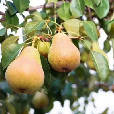 Груша ВЫСТАВОЧНАЯ в Молодечно