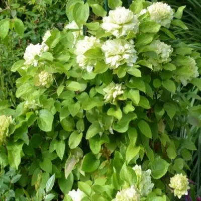 Клематис КОХАНА в Молодечно