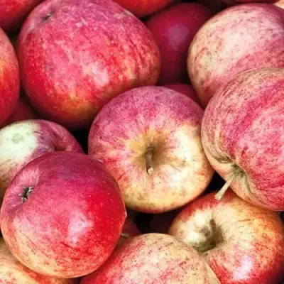 Яблоня ШТРИФЕЛЬ в Молодечно