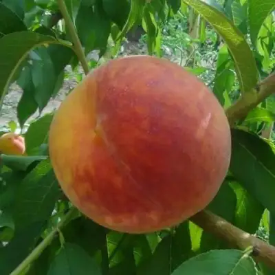 Персик ВАЙН ГОЛД Т3 в Молодечно