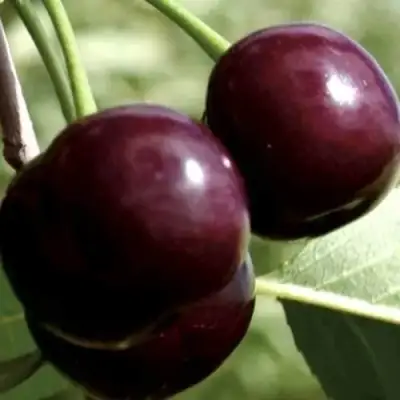 Дюк КСЕНИЯ (ЧЕРЕВИШНЯ) в Молодечно