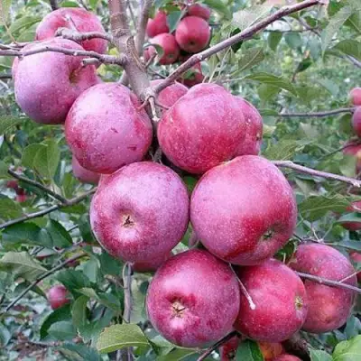 Яблоня ФЛОРИНА в Молодечно