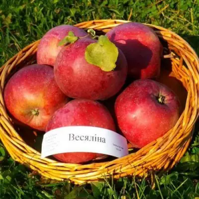 Яблоня ВЕСЯЛИНА в Молодечно
