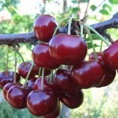 Вишня НОРД СТАР в Молодечно