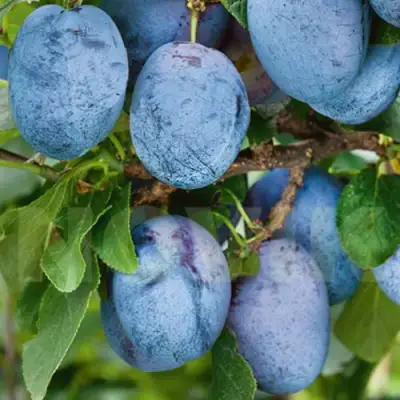 Слива ОДА в Молодечно