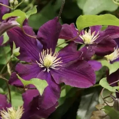 Клематис ГЕРОИ ВАРШАВЫ в Молодечно
