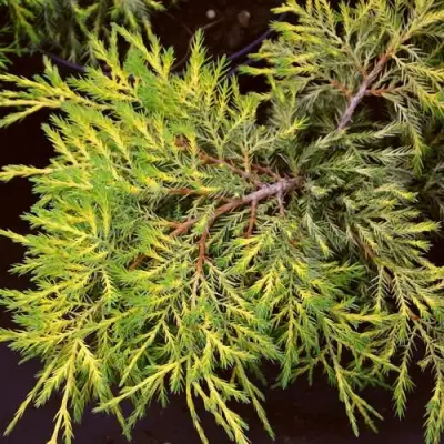 Можжевельник КИНГ ОФ СПРИНГ средний в Молодечно