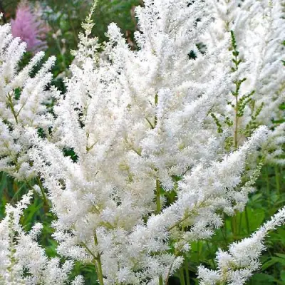 Астильба ДИАМАНТ Арендса в Молодечно