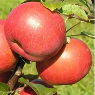 Яблоня РЕДКРАФТ в Молодечно